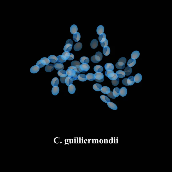 C. guilliermondii candida. Hongos patógenos parecidos a levaduras de estructura morfológica tipo Candida. Ilustración vectorial — Vector de stock