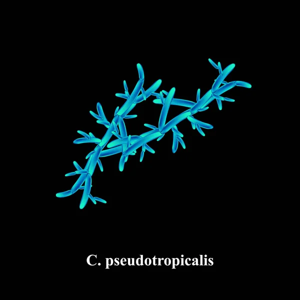 Pseudotropicalis Candida Fungos Patogênicos Semelhantes Leveduras Estrutura Morfológica Tipo Candida — Vetor de Stock