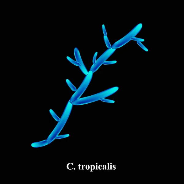 Tropicalis Candida Hongos Patógenos Parecidos Levaduras Estructura Morfológica Tipo Candida — Vector de stock