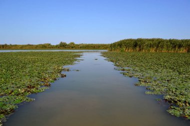 Tuna Deltası, sazlıklardan oluşan küçük bir yüzeyi, çeşitli nilüferler, beyaz veya sarı, sedge, acele, pipipirig, cüce söğüt ile göllerden oluşan bir labirenttir. Burası Tuna Deltası 'nın kanallarında resim gibi bir yer.