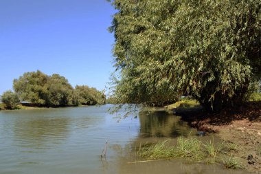 Romanya 'daki Tuna Deltası kanallarında genç söğüt perdeleri, kamış perdeleri ve nilüfer halıları