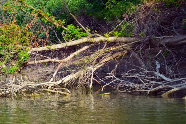 Dev kavak kütleleri, kıyılardaki erozyondan sonra Tuna Nehri 'ne düşüyor.
