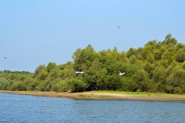 Par Pelicanos Comuns Pelecanus Onocratulus Voando Área Ilha Tramsani Pisica — Fotografia de Stock