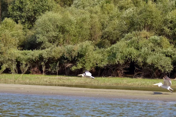 Tramsani Pisica Sziget Területén Duna Partján Repülő Közönséges Pelikánok Pelecanus — Stock Fotó