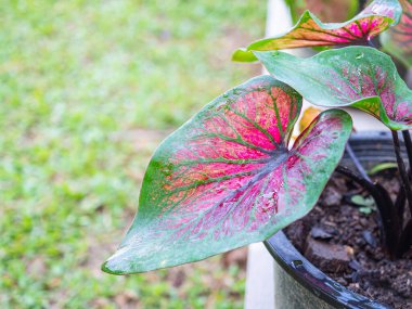 Güzel Caladium bicolor (Aiton) menfezi. Ya da yapraklı bitkilerin kraliçesi. Bahçedeki bonbon yapraklarıyla dolu. Seçici odaklanma. Metin için boşluk
