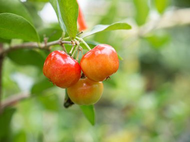 Yeşil yapraklı bir daldan sarkan olgun kırmızı kirazlar. Mesaj için yer var. Tatlı organik meyveler. Sağlıklı meyve kavramı