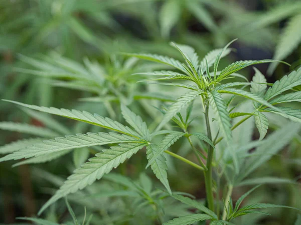 Açık hava marihuana çiftliğinde yetişen kenevir bitkisinin yakın çekimi. Marihuana yaprakları. Tıbbi amaçlı esrar tarlası kavramı.