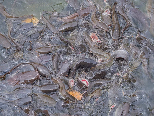 Gölette Birçok Yayın Balığı Yiyecek Bekliyor Tam Kare Fotoğraf Kapat — Stok fotoğraf