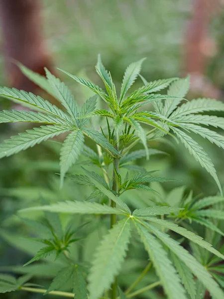 Primo Piano Della Coltivazione Cannabis Coltivazioni Outdoor Marijuana Consistenza Delle — Foto Stock