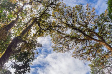 Kew Mae Pan Ormanı Doi Inthanon, Chiang Mai, Tayland 'da doğa yolu. Tayland 'ın ünlü turistik yerleri. Ağaca yosun dök. Metin için boşluk.