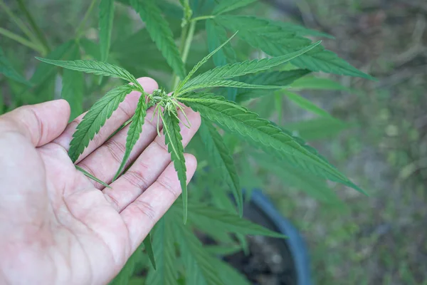 Primo Piano Della Mano Della Donna Che Tocca Pianta Cannabis — Foto Stock