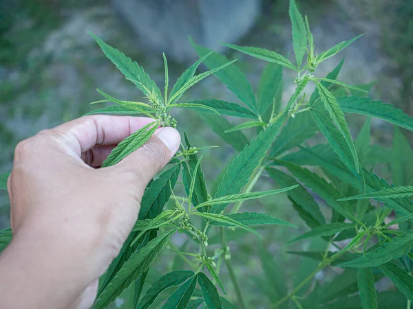 Primer Plano Mujer Que Recoge Planta Cannabis Cultivada Granja Marihuana — Foto de Stock