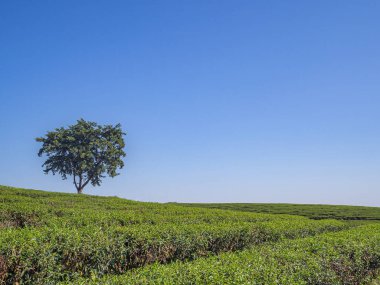 Tayland 'da gökyüzü ve dağ manzaralı güzel çay tarlaları. Metin için boşluk.