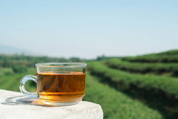 Cup Hot Tea Cement Tea Plantation Background Space Text Close — Stock Photo, Image