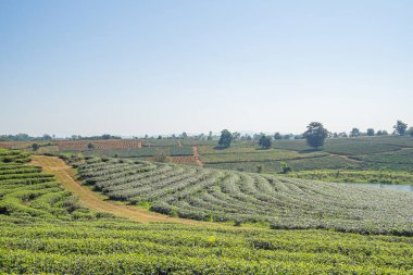 Tayland 'da gökyüzü ve dağ manzaralı güzel çay tarlaları. Metin için boşluk.