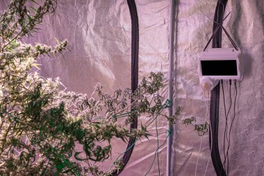 Kapalı alandaki kenevir tarlalarında yetişen kenevir bitkileri LED ışık, kil topaklar ve bir derin su kültür sistemi kullanırlar. Marihuana yapraklarının dokusu. Tıbbi amaçlı esrar tarlası kavramı.
