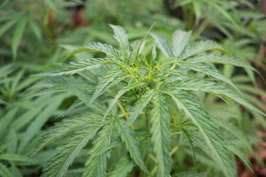 Cannabis plant growing at outdoors marijuana farm. The texture of marijuana leaves. Space for text. Concept of cannabis plantation for medical.