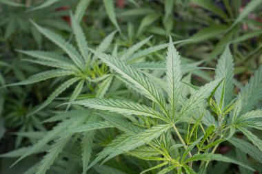 Cannabis plant growing at outdoors marijuana farm. The texture of marijuana leaves. Space for text. Close-up photo. Concept of cannabis plantation for medical.