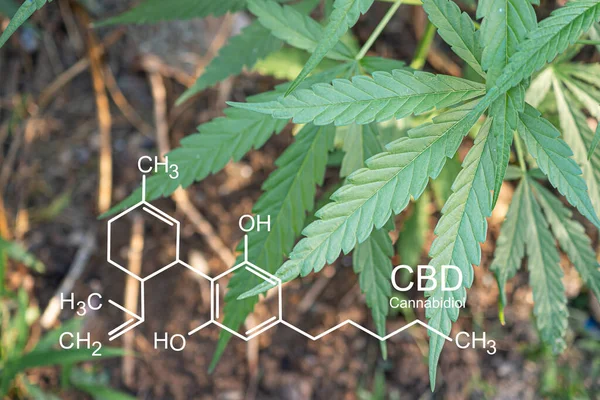 种植在室外大麻农场的大麻植物 大麻叶子的质地 照片与公式Cbd 大麻酚 医疗用大麻种植概念 — 图库照片