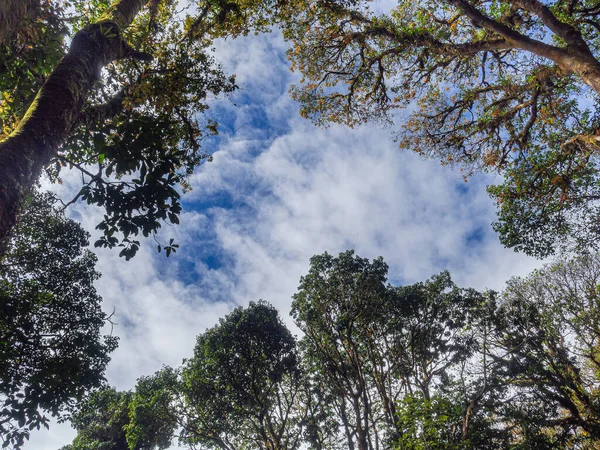 Kew Mae Pan Ormanı Doi Inthanon, Chiang Mai, Tayland 'da doğa yolu. Tayland 'ın ünlü turistik yerleri. Ağaca yosun dök. Metin için boşluk.