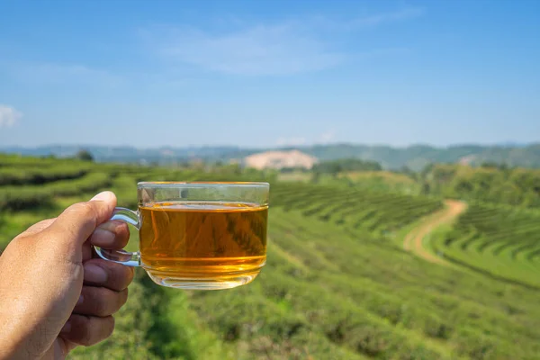 stock image Hand holding a cup of hot tea with the tea plantation background. Space for text. Close-up photo. Beautiful nature.