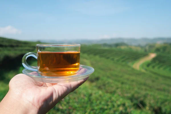 Une Tasse Thé Chaud Sur Une Femme Palmier Avec Fond — Photo