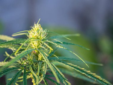 Marihuana tarlasında yetişen kenevir bitkisi. Marihuana yapraklarının dokusu. Metin için fotokopi alanı olan yakın plan fotoğraf. Tıbbi amaçlı esrar tarlası kavramı.