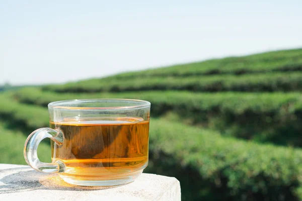 Une Tasse Thé Chaud Sur Ciment Avec Fond Plantation Thé — Photo