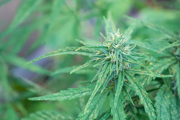 Marihuana tarlasında yetişen kenevir bitkisi. Marihuana yapraklarının dokusu. Metin için fotokopi alanı olan yakın plan fotoğraf. Tıbbi amaçlı esrar tarlası kavramı.