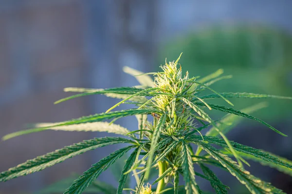 Marihuana tarlasında yetişen kenevir bitkisi. Marihuana yapraklarının dokusu. Metin için fotokopi alanı olan yakın plan fotoğraf. Tıbbi amaçlı esrar tarlası kavramı.