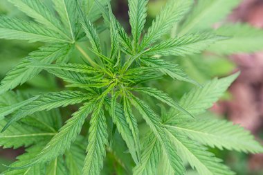 Marihuana tarlasında yetişen kenevir bitkisi. Marihuana yapraklarının dokusu. Metin için fotokopi alanı olan yakın plan fotoğraf. Tıbbi amaçlı esrar tarlası kavramı.