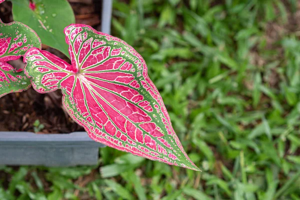 Caladium Bicolor Queen Leafy Plants Plastic Potted Placed Grass Garden — Photo