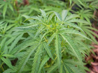 Marihuana tarlasında yetişen kenevir bitkisi. Marihuana yapraklarının dokusu. Metin için fotokopi alanı olan yakın plan fotoğraf. Tıbbi amaçlı esrar tarlası kavramı.