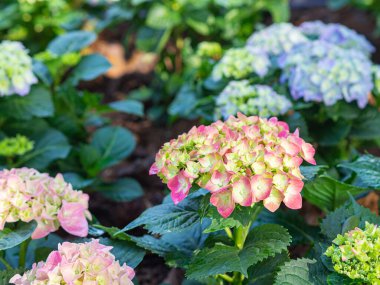Bahçede pembe ve mavi ortanca (Hydrangea makrophylla) çiçekleniyor. Güzel hortensiya çiçeği çalısı.