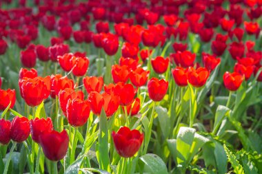 Bahçede kırmızı laleler çiçek açıyor. Güzel çiçek arkaplanı. Çiçeklerle süslenmiş. Yakın plan fotoğraf lalesi..