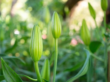 Bahçede bir zambak çiçeğinin yakın çekimi. Metin için kopyalama alanı olan doğa arkaplanı.