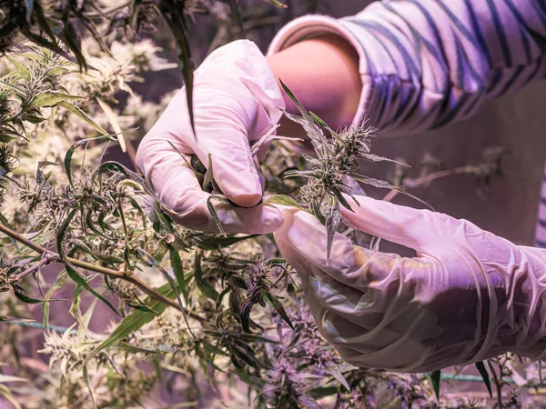 Hand wearing sanitary gloves holding cannabis buds under LED light at indoor cannabis farm. The texture of marijuana leaves. Concept of cannabis plantation for medical.