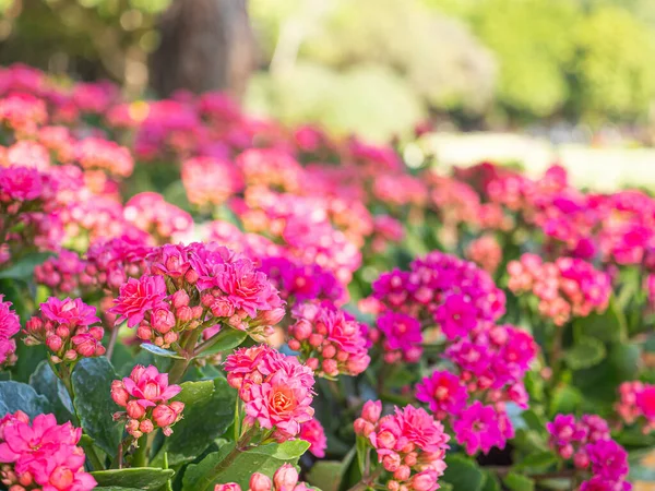 Beautiful Kalanchoe Blooming Park Kalanchoe Blossfeldiana Herbaceous Commonly Cultivated Houseplant — Zdjęcie stockowe