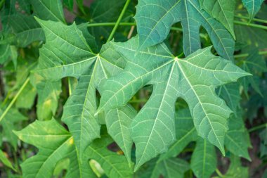 Ağaç ıspanağının bilimsel adı Cnidoscolus chayamansa McVaugh çok besleyici bir sebzedir. Protein, vitamin ve diğer birçok minerallerin iyi kaynağıdır. Sağlıklı sebze kavramı.