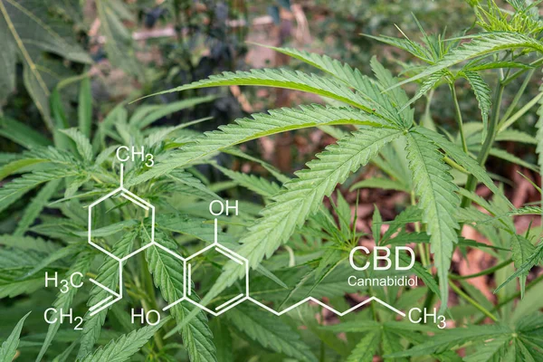 种植在室外大麻农场的大麻植物 大麻叶子的质地 照片与公式Cbd 大麻酚 医疗用大麻种植概念 — 图库照片
