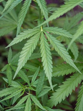 Marihuana tarlasında yetişen kenevir bitkisi. Marihuana yapraklarının dokusu. Metin için fotokopi alanı olan yakın plan fotoğraf. Tıbbi amaçlı esrar tarlası kavramı.