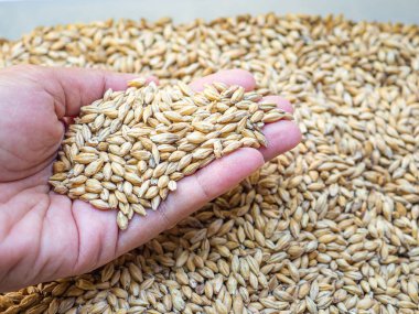 Dry barley grain malt ingredient in cooking and beverage production. Process of making craft beer from malt. Concept of alcoholic beverage homemade.