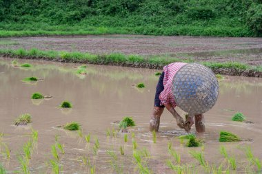 Young man farmer bends down for is rice planting on the paddy rice farmland. Northern, Thailand in the rainy season, farmers start cultivating rice plants in the rice paddy field. Labor concept.