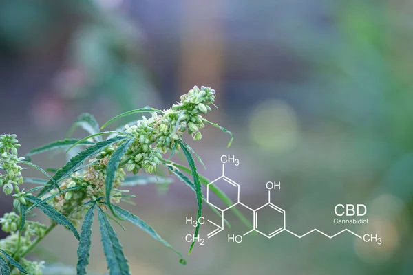 Cannabis plant growing at the outdoor farm. The texture of marijuana leaves. Photo with the formula CBD (cannabidiol). Concept of cannabis plantation for medical.
