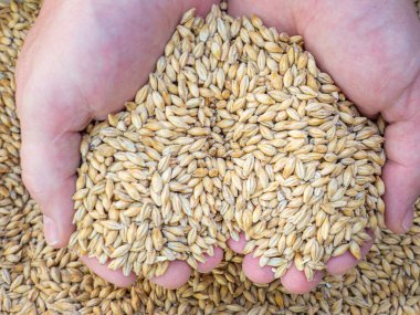 Dry barley grain malt ingredient in cooking and beverage production. Process of making craft beer from malt. Concept of alcoholic beverage homemade.