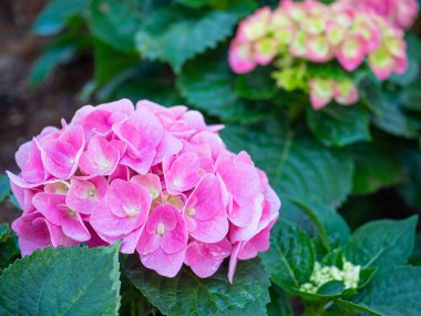 Bahçede pembe ve mavi ortanca (Hydrangea makrophylla) çiçekleniyor. Güzel hortensiya çiçeği çalısı.