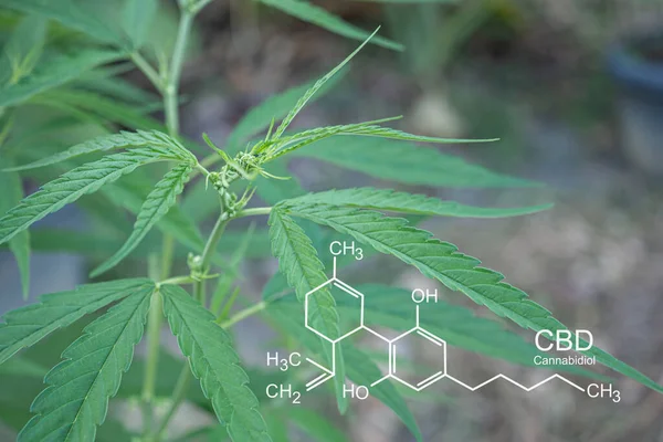 Cannabis Plant Growing Outdoor Farm Texture Marijuana Leaves Photo Formula — Stock Fotó