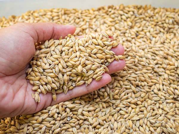 Dry barley grain malt ingredient in cooking and beverage production. Process of making craft beer from malt. Concept of alcoholic beverage homemade.