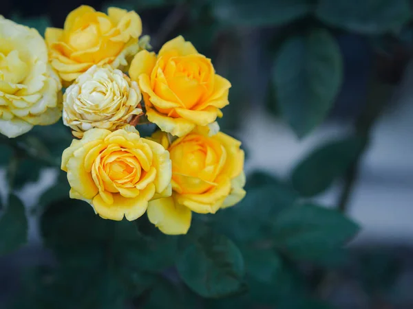 Yellow Miniature Roses Blooming Garden Close Photo Space Text Concept — Stock Photo, Image