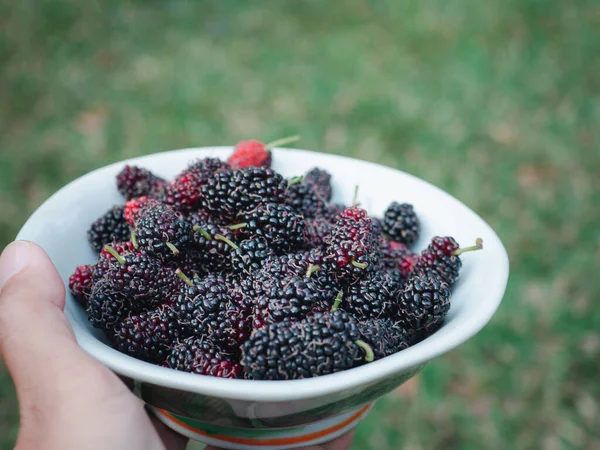 Mano Sosteniendo Tazón Blanco Con Moras Maduras Mientras Está Pie — Foto de Stock